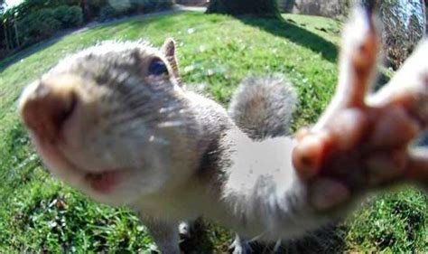 The First Squirrel Selfie Adorable Critter Caught In This Cute