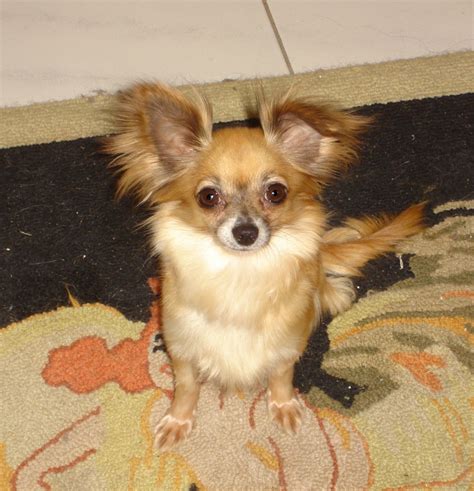 They come in a wide variety of colors. My long hair chihuahua Cookie | Chihuahua, Long haired ...