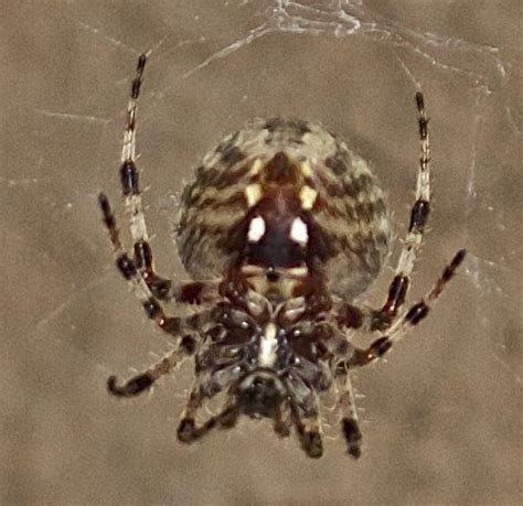 Orb Weaver Spider Neoscona Crucifera Bugguidenet