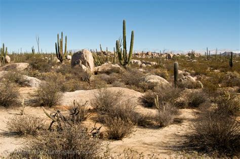 Agaves de baja california sur. Pictures of Mexico - Baja California-0051 - desert ...