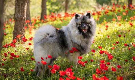 What Breeds Make A Keeshond