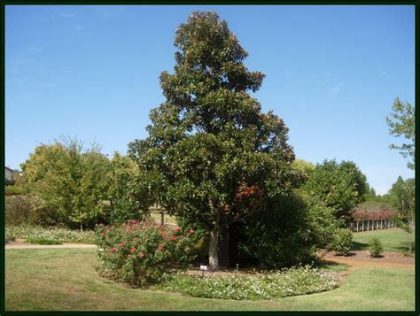 I have read the delivery minimums chart and understand that my city and area has a delivery minimum for planted trees, and that sales tax. Garden guru Harvey Cotten: Alternatives to the giant ...