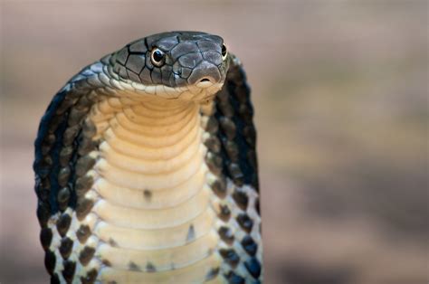 King Cobra Ophiophagus Hannah 44 Benjamin Michael Marshall Flickr