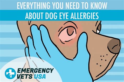 Dog Eye Allergies Symptoms And Treating This Condition