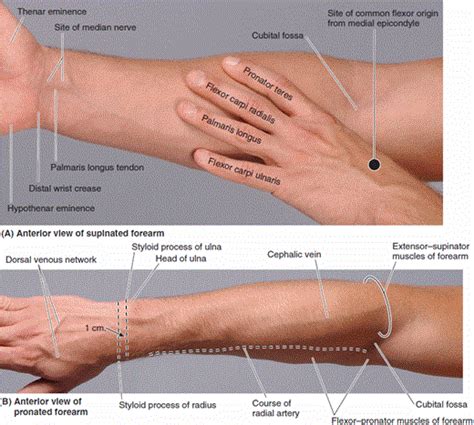 Arm Surface Anatomy