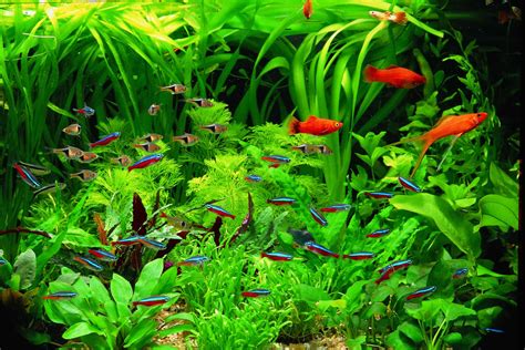 Best Live Plants For Betta Fishes Review And Buying Guide Constant