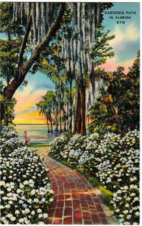 Vintage Florida Postcard A Gardenia Path In Florida Unused Etsy