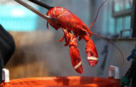 lobsters and crabs should not be boiled alive say campaigners bbc news