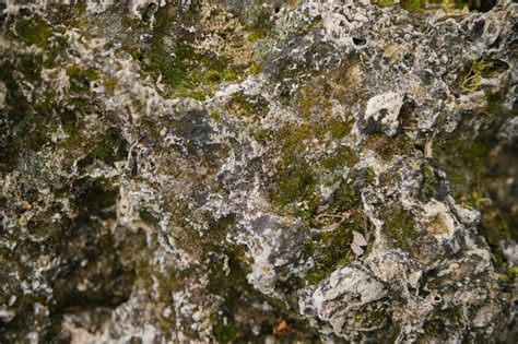 Premium Photo The Texture Of A Stone Overgrown With Moss A Rock In