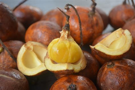 Tampilan Buah Tampui Baccaurea Macrocarpa