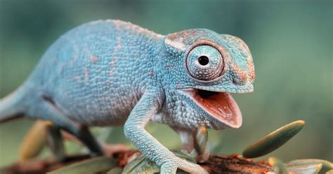 This Is Why Chameleons Change Color By Kara Cummings Omgfacts Medium