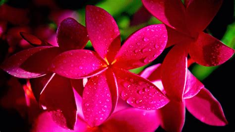 15 Most Beautiful Hd Flower Walpaper For Your Mobile Tab