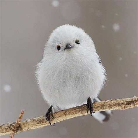 Cute White Birds Images