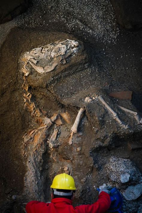 Remains Of Pompeii Horse Found With Harness In Discovery Of Rare