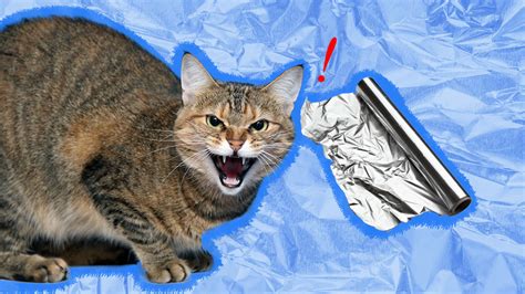 Why Do Cats Hate Aluminum Foil So Much A Vet Explains Dodowell The