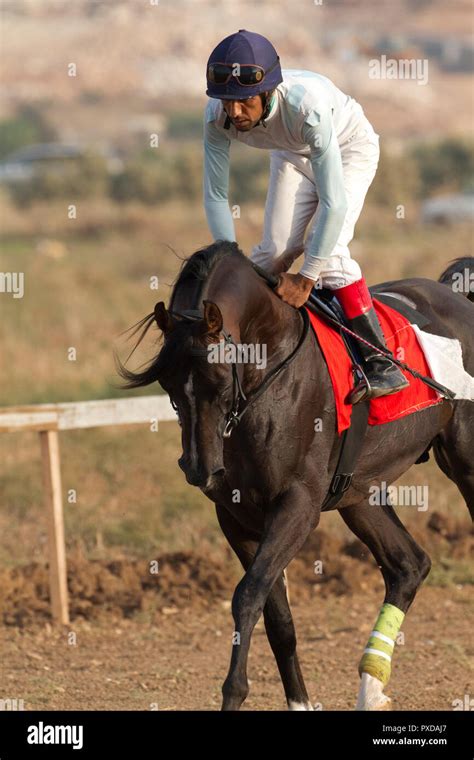 Arabian Horse In A Race With Bedouin Riders Stock Photo Alamy