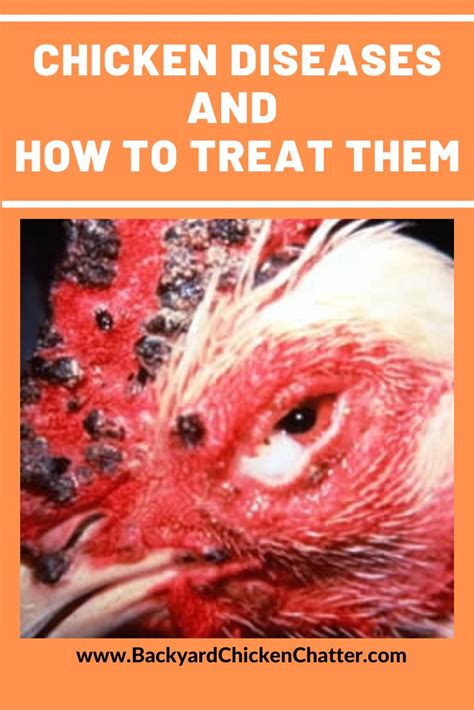 Chicken Diseases And How To Treat Them Poultry Diseases Hatching