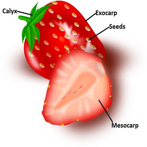 Strawberry Anatomy
