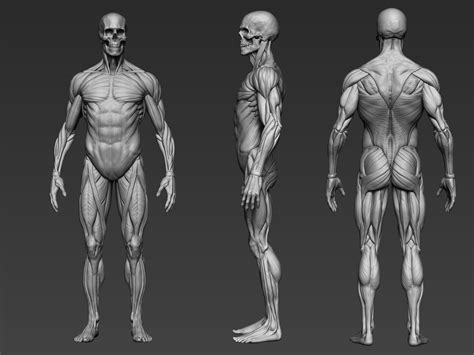 Artstation Digital 3d Ecorche Anatomy Reference Resources