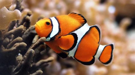 Clownfish Scientific Name Amphiprioninae Inews