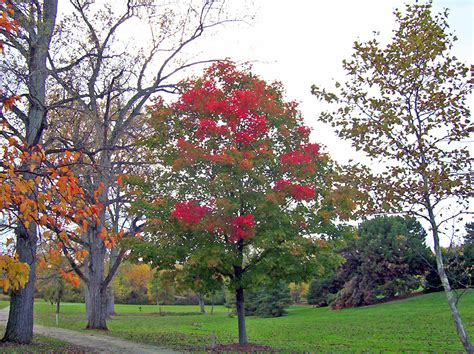 Autumn Trees Free Stock Photo Public Domain Pictures