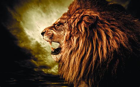 Lion Hd Wallpaper Background Image 2560x1600