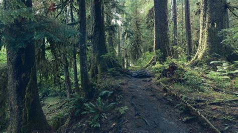 Pacific Northwest Rainforest Wallpapers Top Free Pacific Northwest