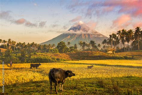 Mayon Volcano In The Front Of Rice Fields And Carabao In Ligazpi City