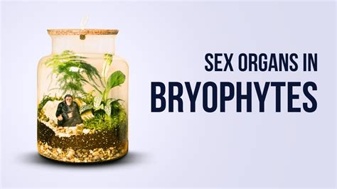 sex organs in bryophytes youtube