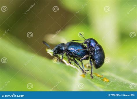 Sex Von Kleinen Insekten Auf Einem Blatt Stockfoto Bild Von Blume