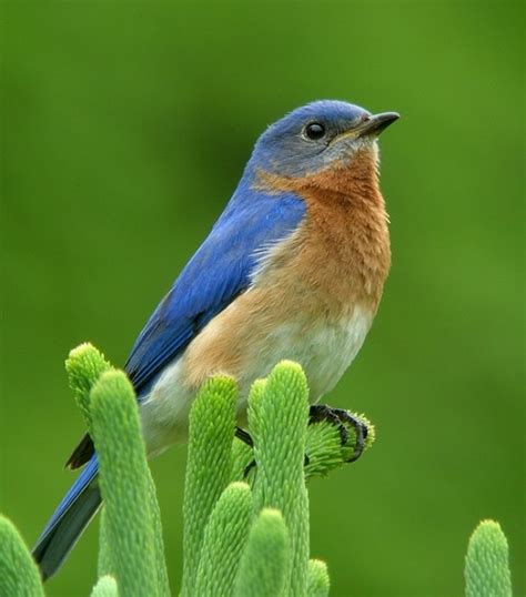 Eastern Bluebird Birdforum Opus Birdforum