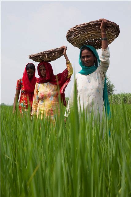 Farming In Bihar Pictures Farming Mania