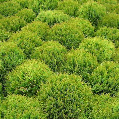 Bush (plant), a shrub or small tree. Bushes | Array of bushes at the garden centre. | Dano | Flickr