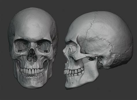 Artstation Human Male Skull Resources