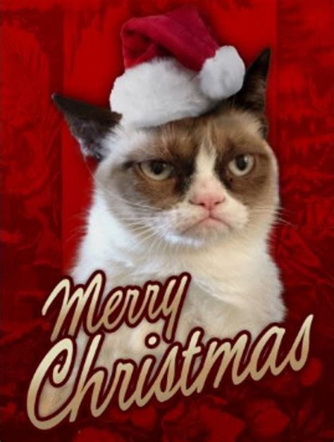 46 Grumpy Cat Christmas Wallpapers Wallpapersafari