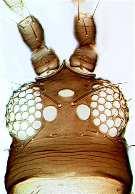 Factsheet Taeniothrips