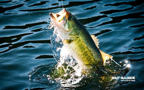 Largemouth Bass Backgrounds 46 Pictures