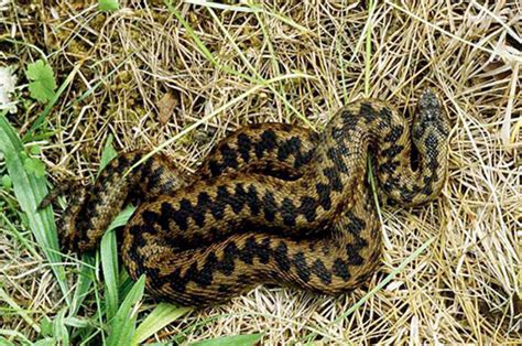 Killer Snake Warning As Record Number Of Venomous Adders Spotted In
