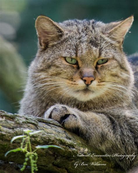 Natural Encounters Photography By Ben Williams European Wildcat