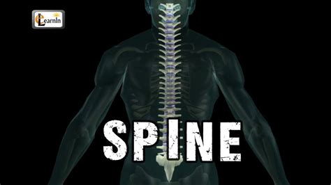 The number of vertebrae in a region can vary but overall the number remains the same. Spine or Vertebral column | Spine bones joints | Human ...