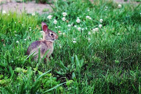 Backyard Bunny A Photo On Flickriver