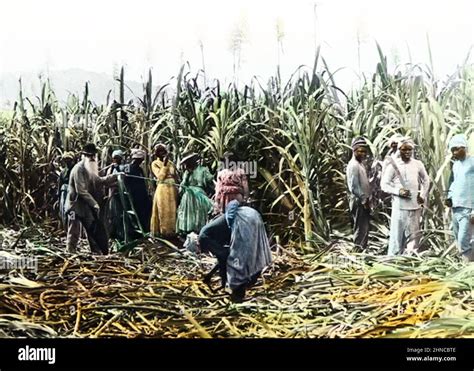 Cutting Sugar Cane Jamaica Victorian Period Stock Photo Alamy