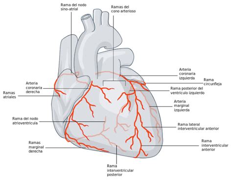 Anatomía De Las Arterias Coronarias Y Sus Ramas Ansro