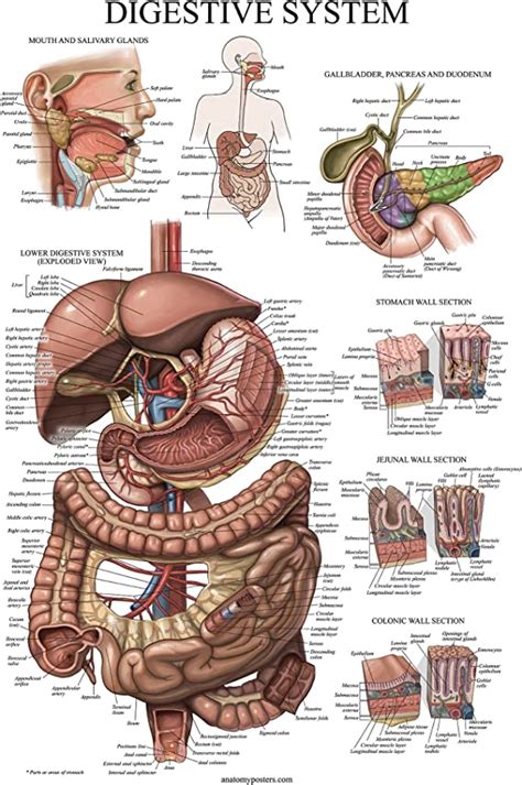 Tableau Anatomique Plastifi Du Syst Me Digestif Affiche D Anatomie Gastro Intestinale