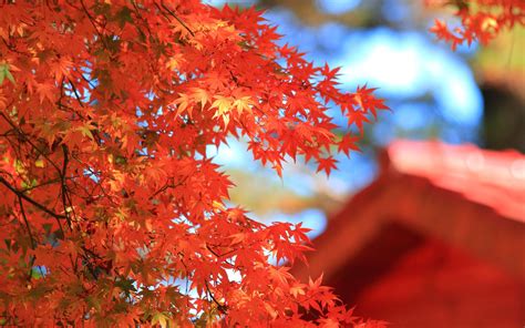 Choose from a wide range of similar scenes. autumn leaves maple macro crown tree red HD wallpaper