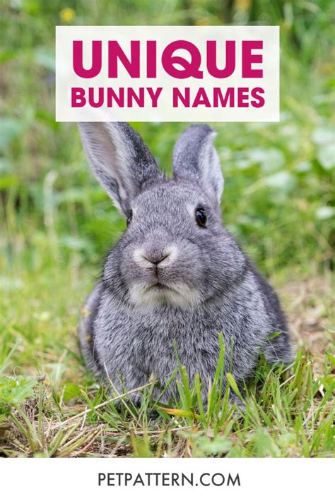 Unique Bunny Names Cute Pet Names Female Rabbit Names Bunny Names