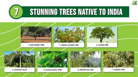7 Stunning Trees Native To India Az Animals