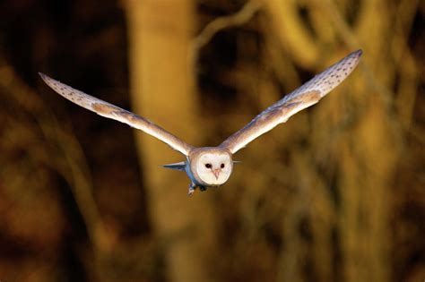 Barn Owl In Flight Photograph By Markbridger Fine Art America