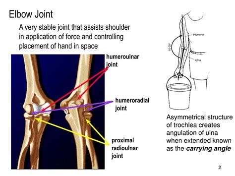 Ppt Elbow Joint Powerpoint Presentation Free Download Id216026