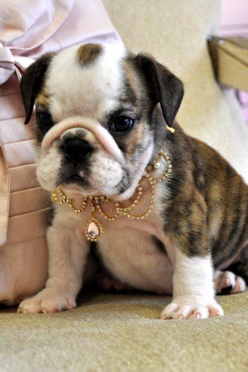 Despite its ferocious appearance, it has a nice temperament, being friendly, playful, loyal, easygoing and curious. English Bulldog Puppies for sale Florida, California, New York, Tampa, Orlando, Miami, Fort ...